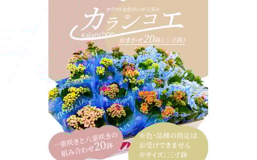 M85-0001_【ふるさと納税】カラフルな色合いが人気の「カランコエ」おまかせ20鉢(三寸鉢)