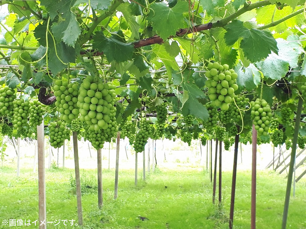 【2025年出荷】【配送不可地域：北海道・沖縄県・離島】極撰！シャインマスカット（約2kg）_M102-0013