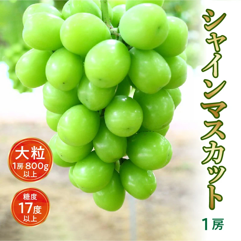 M64-0004_ã8æäžæ¬ããçºéãã·ã£ã€ã³ãã¹ã«ããå€§ç² 1æ¿ã800g以äžããç³åºŠ17床以äžã