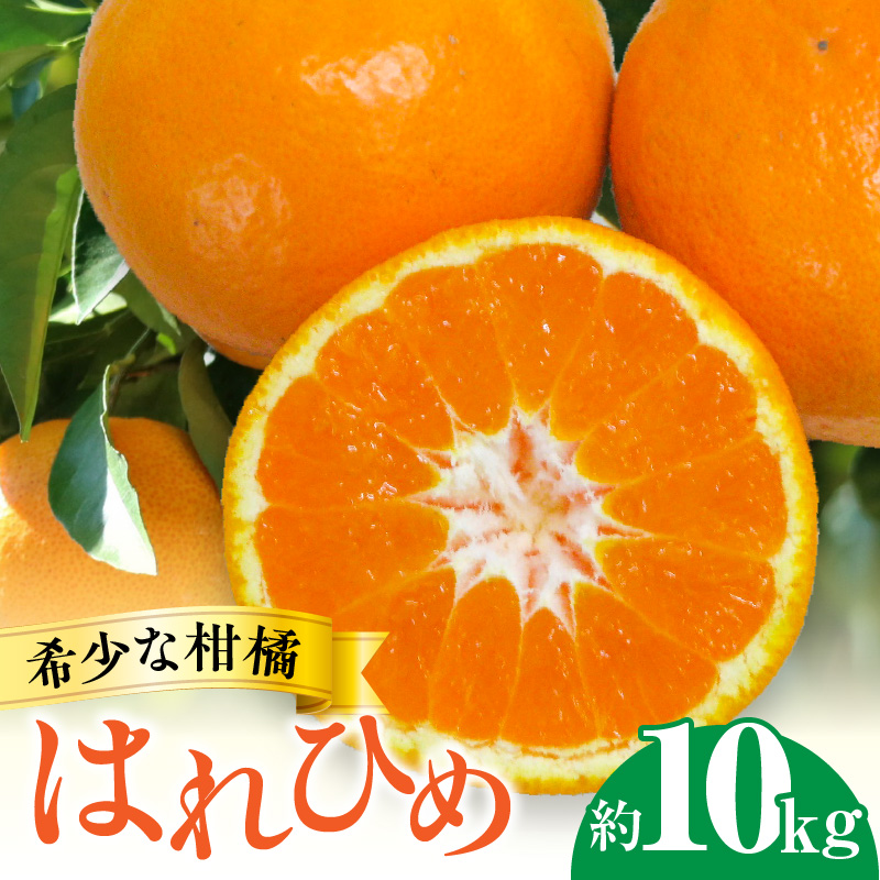 M02-0154_【ふるさと納税】希少な柑橘「はれひめ」約10kg