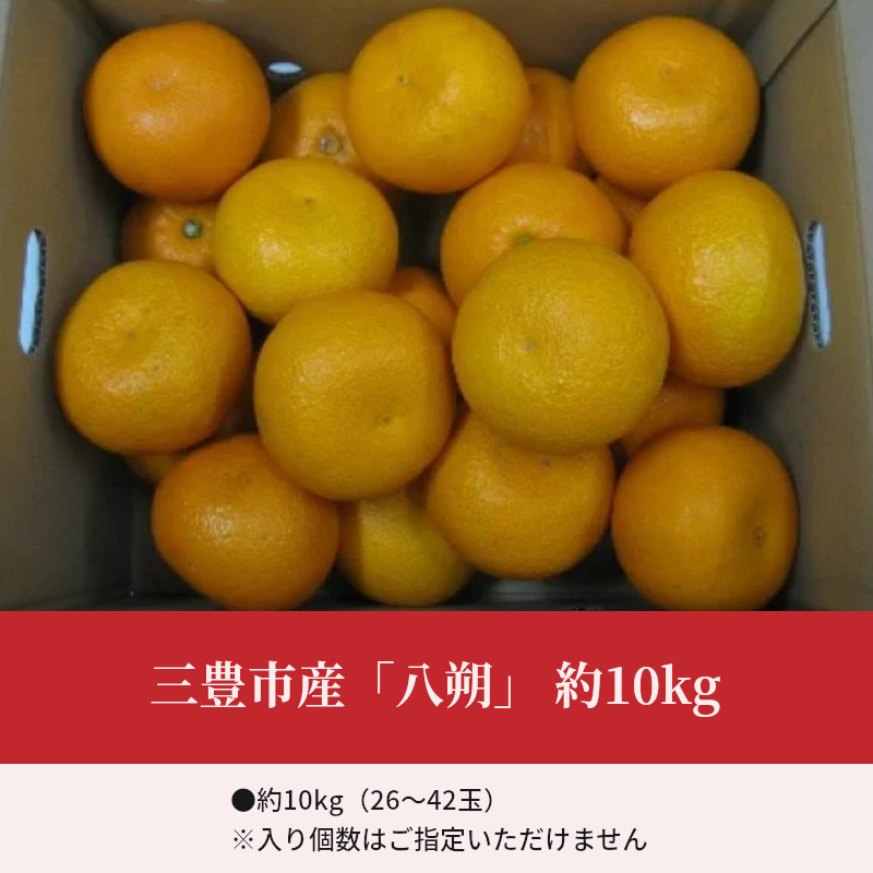 【先行予約】三豊市産「八朔」 約10kg_M02-0085