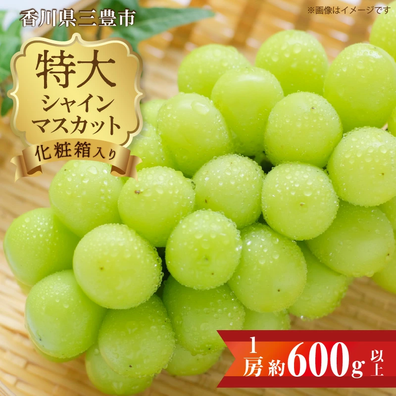 M02-0068_特大シャインマスカット 1房(約600g以上)化粧箱入り