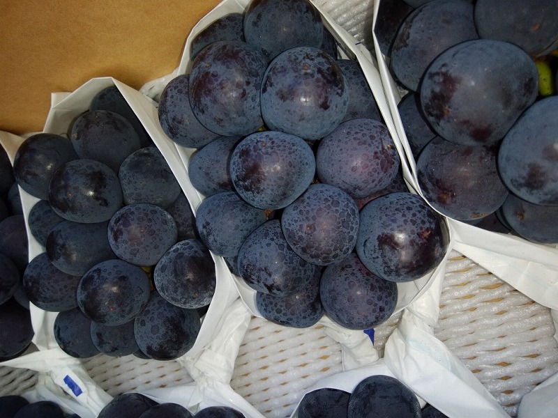 M72-0006_【8月1日から】【さぬき讃フルーツ】NEWピオーネぶどう 大粒約2kg