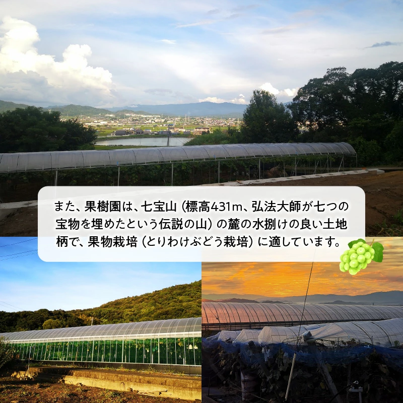 M64-0007_縲8譛井ク区流繧医j逋コ騾√代す繝」繧、繝ウ繝槭せ繧ォ繝繝亥、ァ邊 3謌ソ縲800g莉・荳翫代千ウ門コヲ17蠎ヲ莉・荳翫