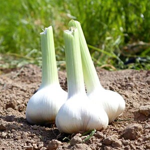 M07-0020_ããµãããšçŽçšã也ç¥ã«ãã«ã1ã(æççš)