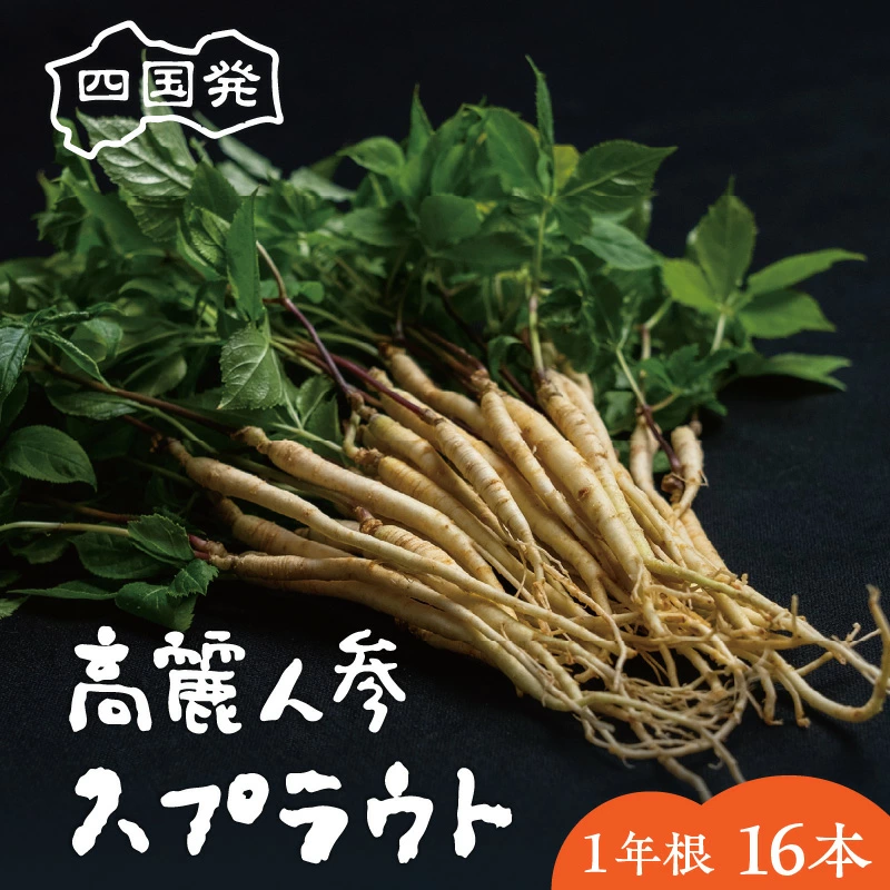 M145-0001_蝗帛嵜逋コ鬮倬コ嶺ココ蜿ゅせ繝励Λ繧ヲ繝医1蟷エ譬ケ16譛ャシ育エ20g縲∝ィ髟キ25cm菴搾シ