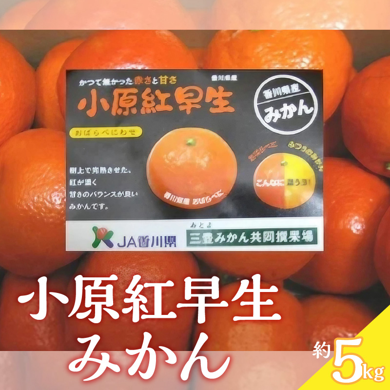 M02-0105_【ふるさと納税】小原紅早生みかん 約5kg