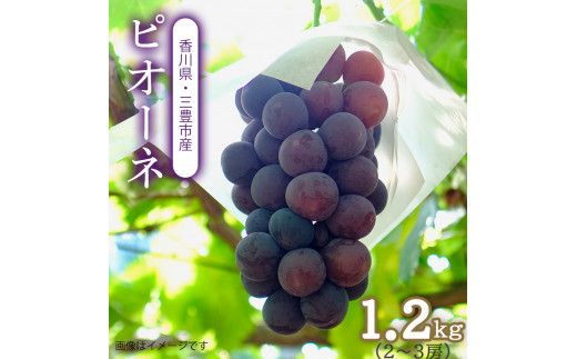 M64-0085_【ふるさと納税】ピオーネ 三豊市産 1.2kg 2～3房
