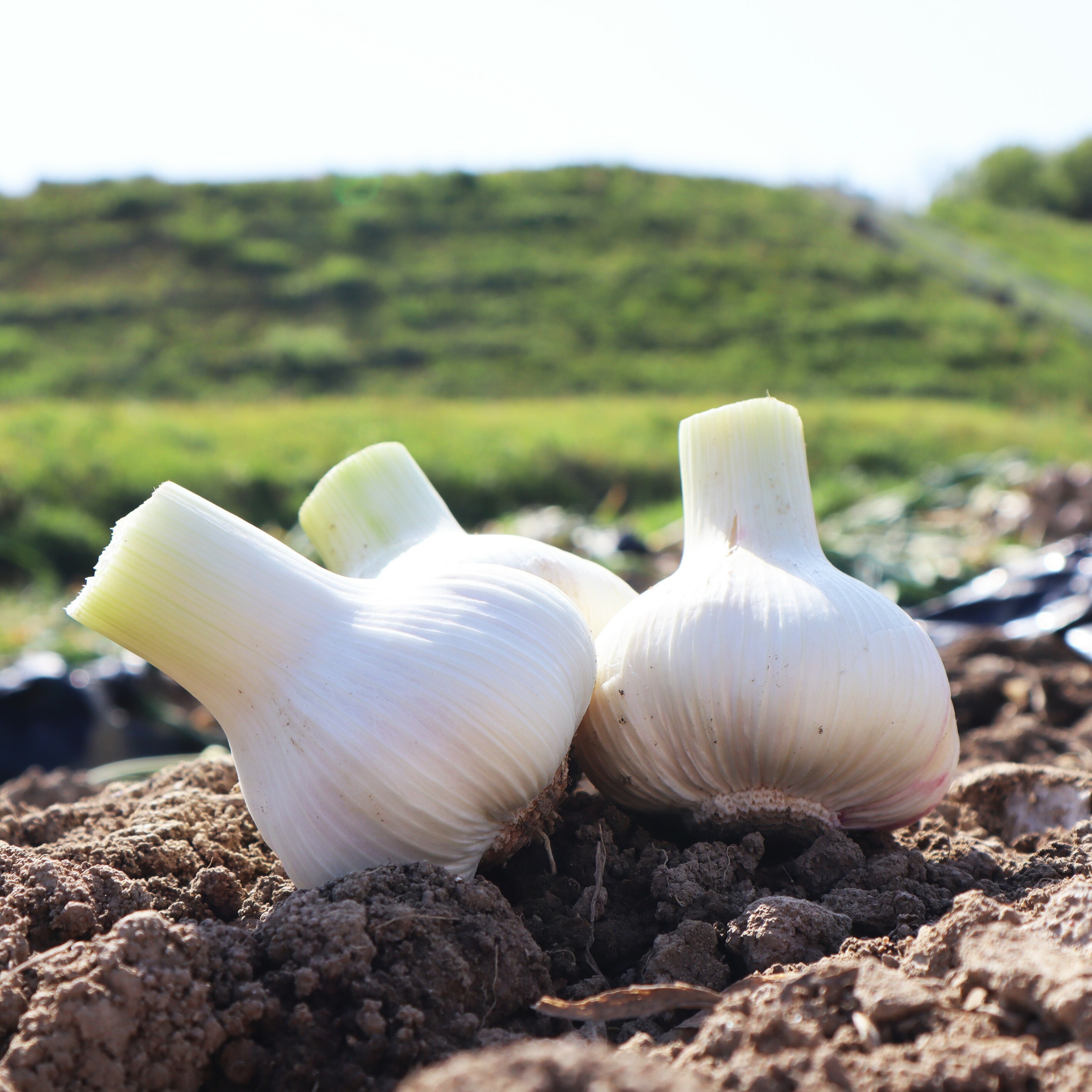 M07-0018_生にんにく1㎏