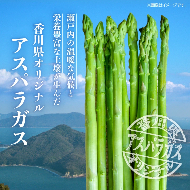 M02-0062_アスパラガス「さぬきのめざめ」約1.5kg(夏芽)