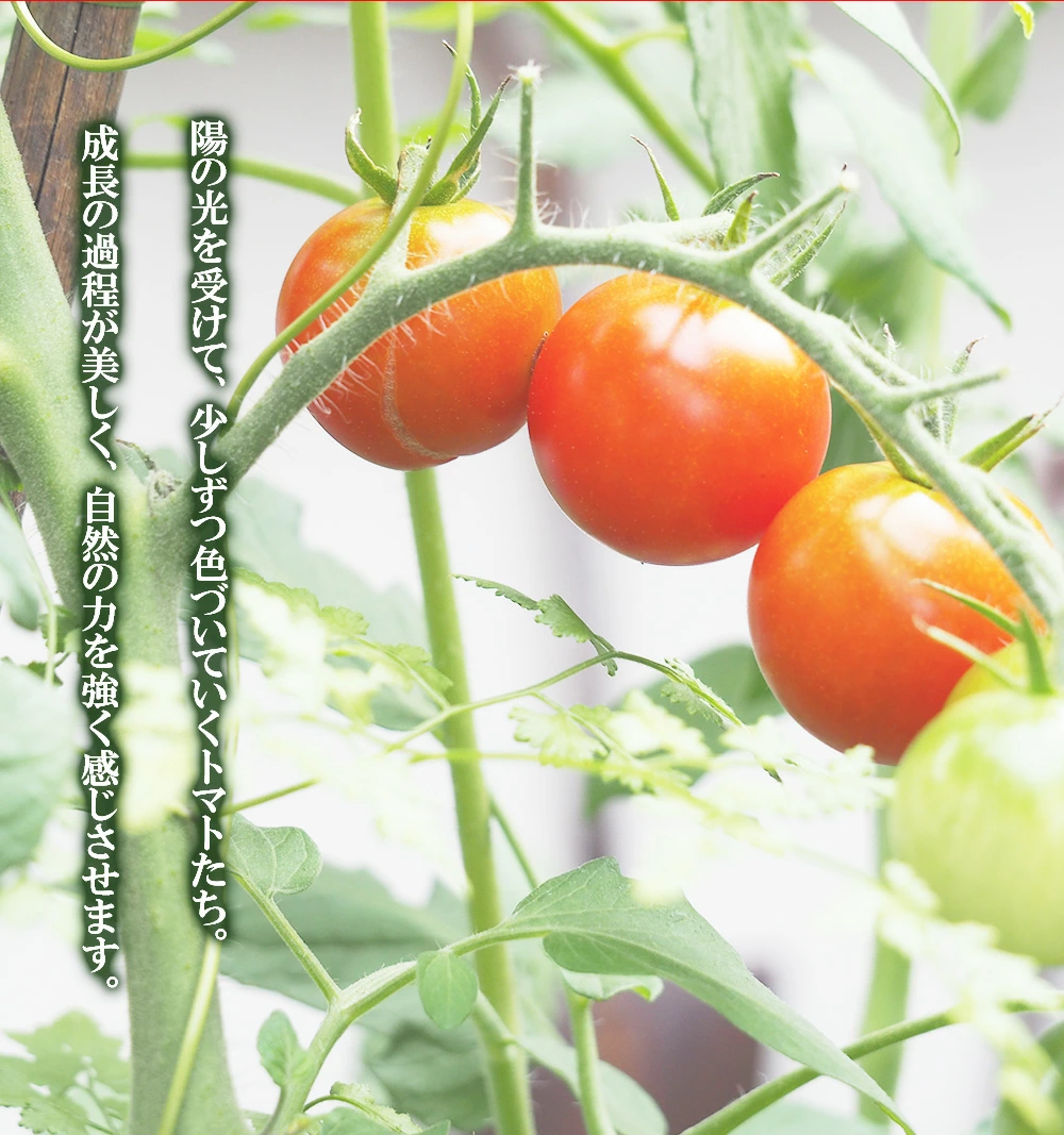 M156-0002_繝溘ル繝医槭ヨ3kg