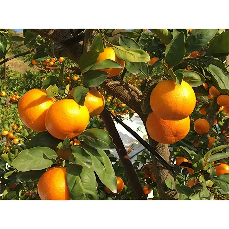 M02-0146_縲舌槭Ν譖ス縲大峨そ繝ウ繧オ繝シ迚ケ驕ク 譖ス菫昴∩縺九s(邏3kgテ2邂ア)