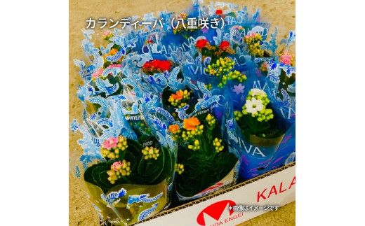 M85-0001_カラフルな色合いが人気の「カランコエ」おまかせ20鉢(三寸鉢)