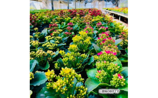 M85-0001_カラフルな色合いが人気の「カランコエ」おまかせ20鉢(三寸鉢)