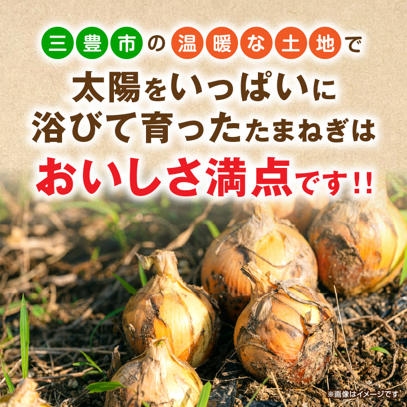 M02-0211_三豊市のたまねぎ　約10kg