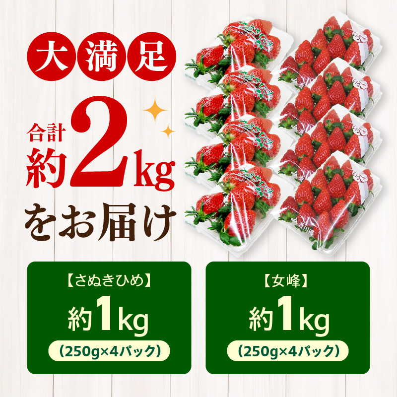 M02-0150_三豊のいちご食べ比べセット 約2kg