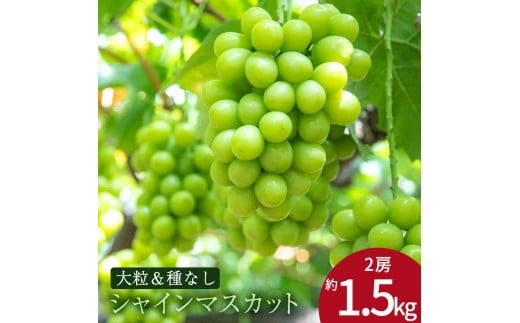 MH140-0216_【ふるさと納税】特大シャインマスカット　2房　約1.5kg
