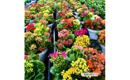 M85-0001_カラフルな色合いが人気の「カランコエ」おまかせ20鉢(三寸鉢)