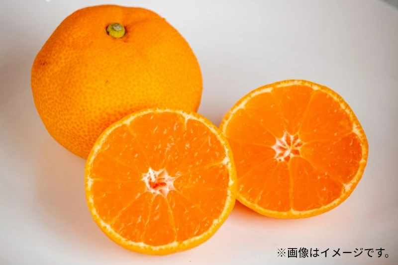 M102-0012_曽保みかん (約10kg)