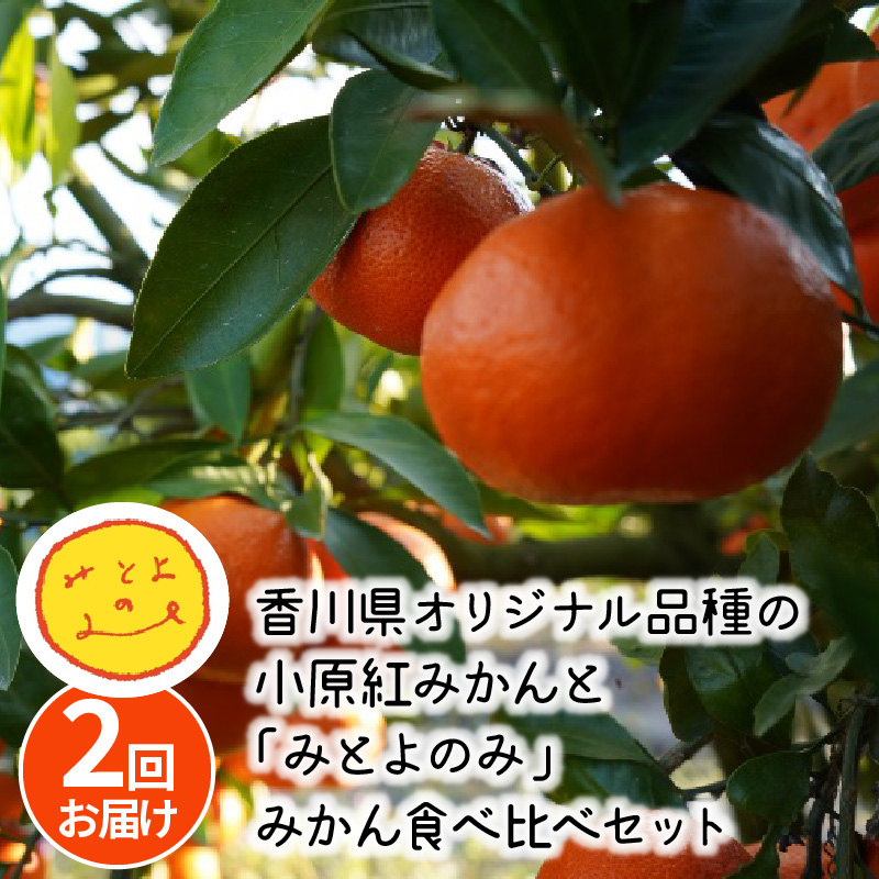 M67-0008-2024_「みとよのみ」みかん食べ比べセット[2回お届け]【2024年出荷分の予約受付】