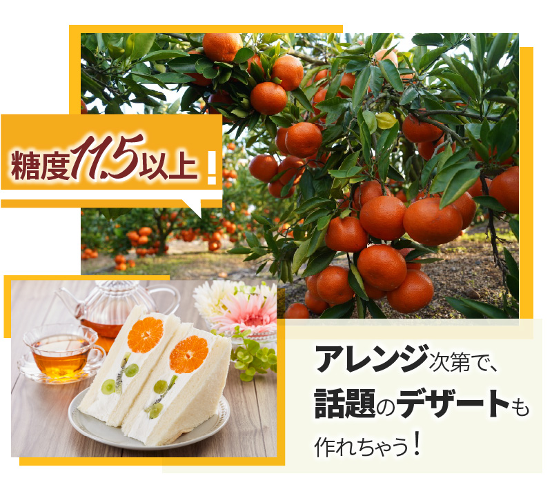 M67-0008-2024_「みとよのみ」みかん食べ比べセット[2回お届け]【2024年出荷分の予約受付】