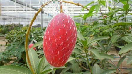 M16-0001_香川産マンゴー「讃岐おとひめ」