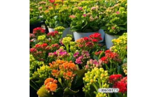 M85-0001_カラフルな色合いが人気の「カランコエ」おまかせ20鉢(三寸鉢)