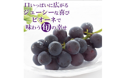 M64-0085_繝斐が繝シ繝 荳芽ア雁クら肇 1.2kg 2縲3謌ソ