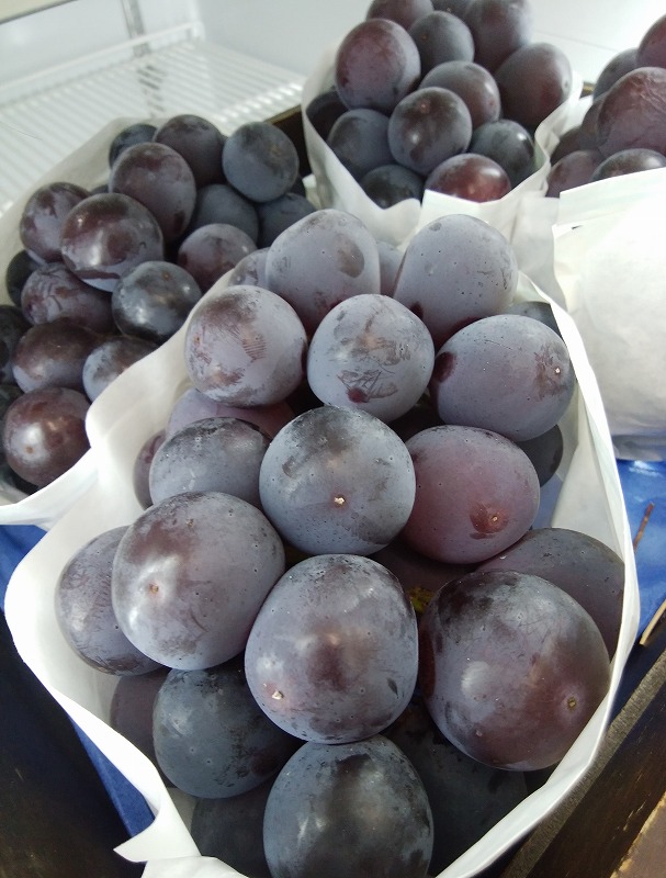 M72-0004_【7月中旬から】【さぬき讃フルーツ】シャインマスカット&NEWピオーネ詰め合わせ