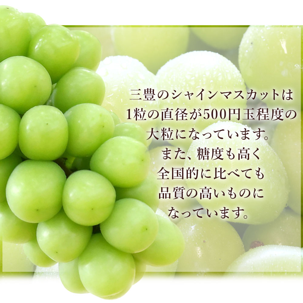 M02-0070-2_èš³ããã·ã£ã€ã³ãã¹ã«ãã2æ¿(çŽ1.1kg)å®¶åºçš