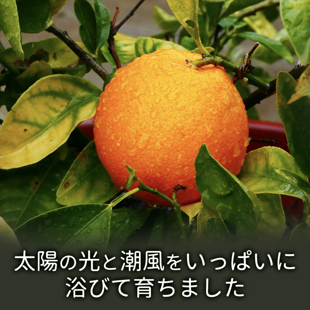 MH140-0017_冷やしみかんアイス 20本セット