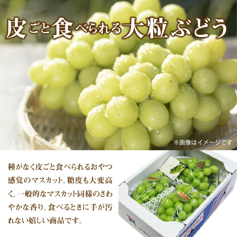 M02-0034_】厳選大粒 「シャインマスカット」 約2kg
