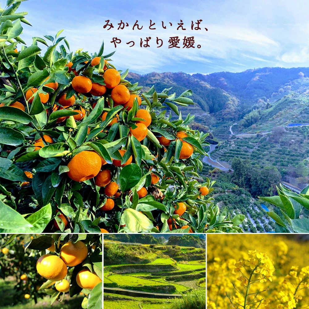 MH140-0017_冷やしみかんアイス 20本セット