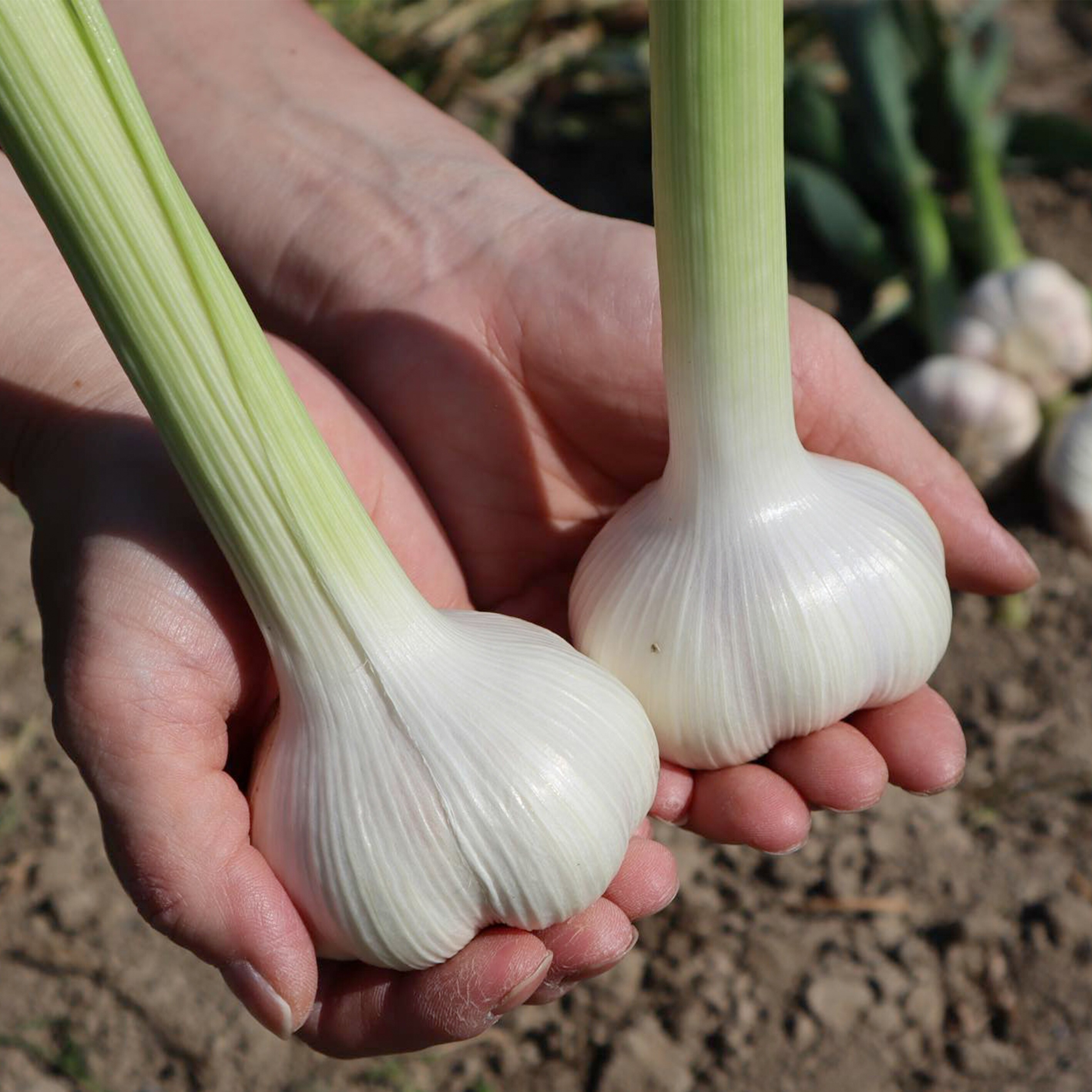 M07-0018_生にんにく1㎏