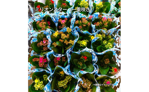 M85-0001_カラフルな色合いが人気の「カランコエ」おまかせ20鉢(三寸鉢)