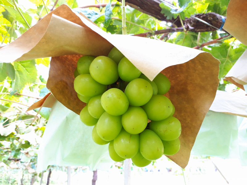 M64-0034_縲8譛井ク区流繧医j逋コ騾√代す繝」繧、繝ウ繝槭せ繧ォ繝繝2kg(3謌ソ)縲700g莉・荳翫代千ウ門コヲ17蠎ヲ莉・荳翫