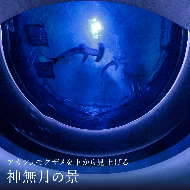 M147-0001_四国水族館ペアチケット