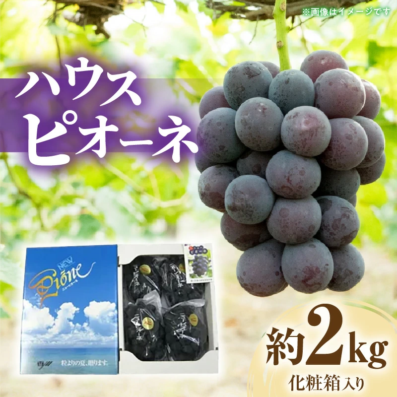 M02-0059_ハウスピオーネ 約2kg化粧箱入り