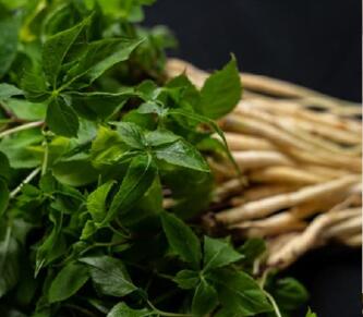 M145-0005_蝗帛嵜逋コ鬮倬コ嶺ココ蜿ゅせ繝励Λ繧ヲ繝医1蟷エ譬ケ8譛ャシ育エ20g縲∝ィ髟キ25cm菴搾シ