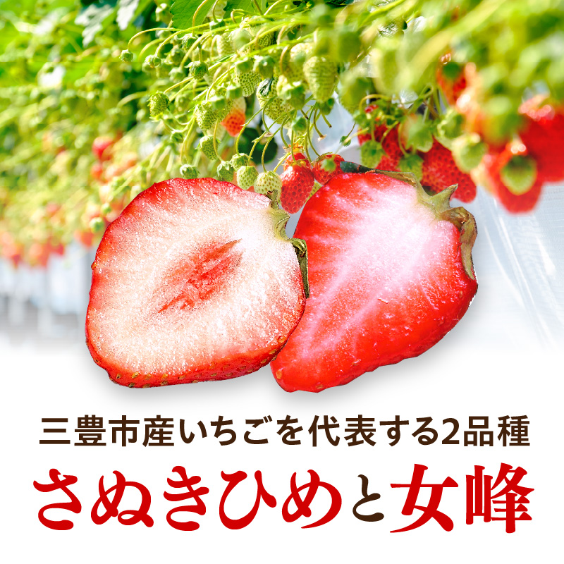 M02-0150_三豊のいちご食べ比べセット 約2kg