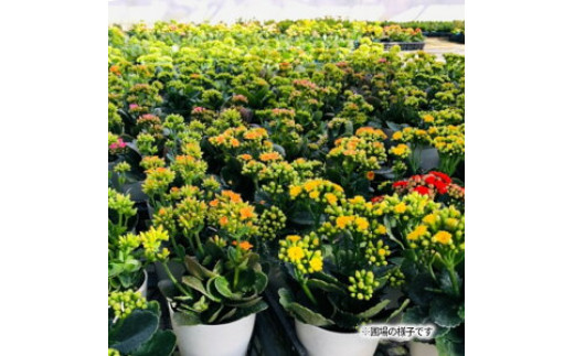 M85-0001_カラフルな色合いが人気の「カランコエ」おまかせ20鉢(三寸鉢)