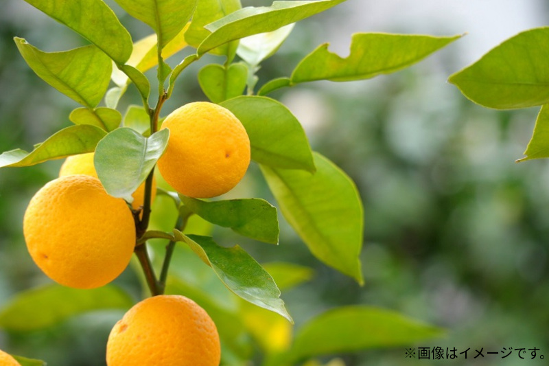 M102-0009_せとか (約3kg)