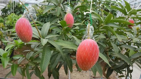 M16-0001_香川産マンゴー「讃岐おとひめ」