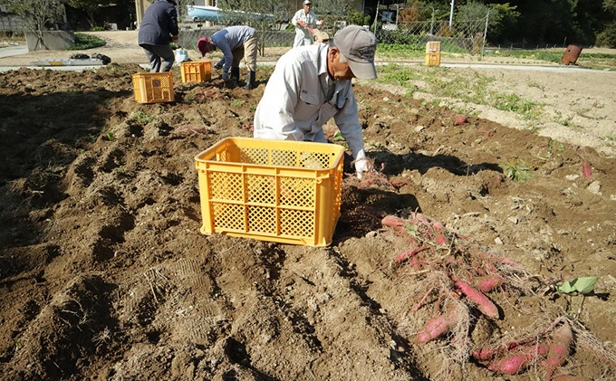 小豆島のさつまいも【紅あずま約5kg】