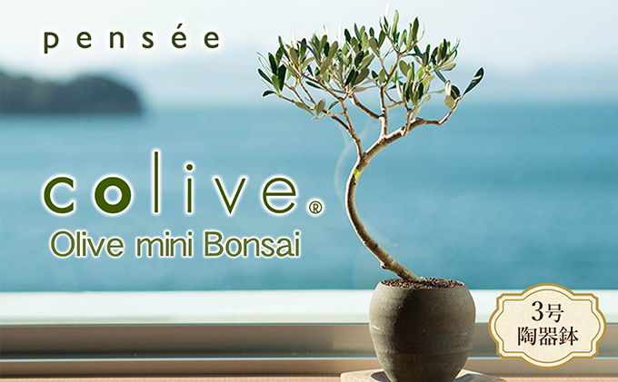 【 小豆島 】オリーブのミニ盆栽 olive（ コリーブ ） 植物 観葉植物 オリーブ 盆栽 ミニ インテリア コンパクト 香川 香川県 土庄 土庄町