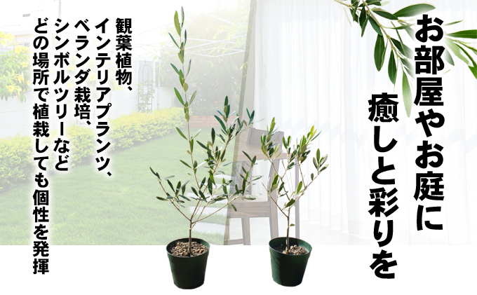 【 小豆島 】【2026年3月より発送】瀬戸内のオリーブ苗木2本セット 植物 インテリア 観葉植物 
