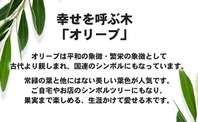 【2024年3月より発送】瀬戸内のオリーブ苗木2本セット