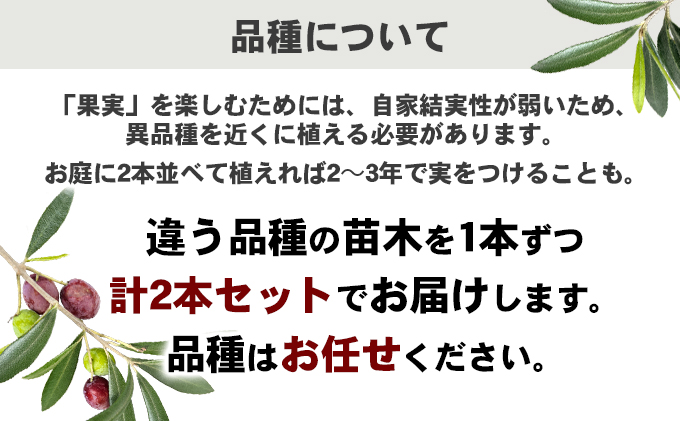 【2024年3月より発送】瀬戸内のオリーブ苗木2本セット