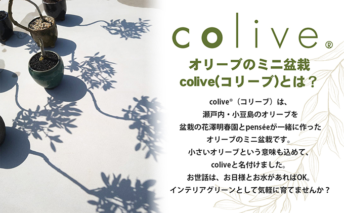 オリーブのミニ盆栽ⅽolive（コリーブ）