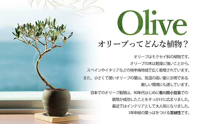 オリーブのミニ盆栽ⅽolive（コリーブ）